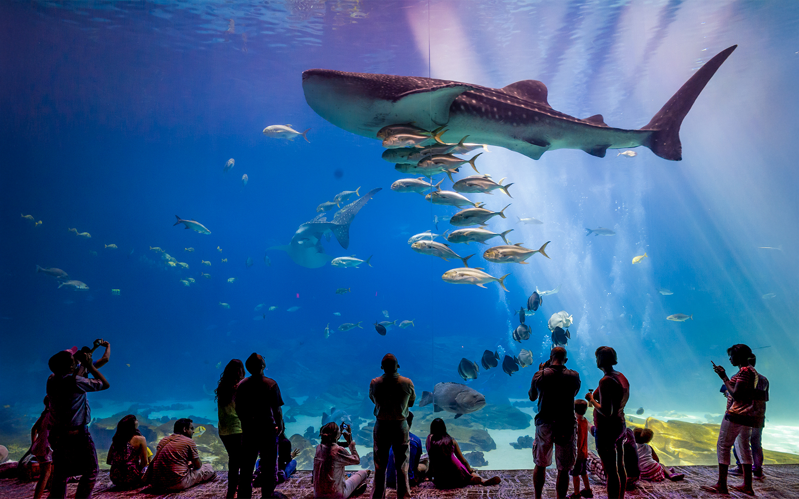 Georgia Aquarium and downtown Atlanta attractions near World Cup hotels