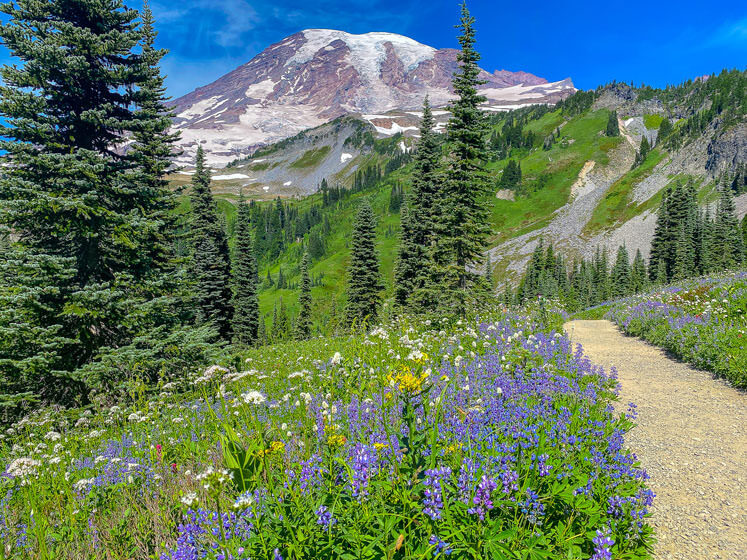 Mount Rainier Day Trip from Seattle