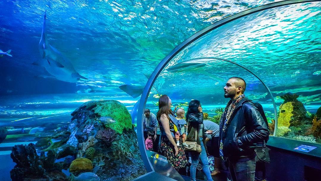 Ripley's Aquarium style family attraction in Toronto